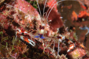 Banded Coral Shrimp (Stenopus hispidus)