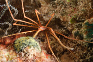 Yellowline Arrow Crab (Stenorhynchus seticornis)