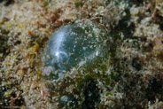 Sea Perl (Ventricaria ventricosa)
