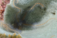 Sponge Brittle Star (Ophiothrix suensonii)