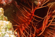 Rough Fileclam (Lima scabra)