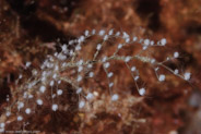 Christmas Tree Hydroid (Halocordyle disticha)