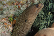 Goldentail Moray (Gymnothorax miliaris)