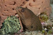 Goldentail Moray (Gymnothorax miliaris)