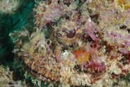 Spotted Scorpionfish (Scorpaena plumieri)