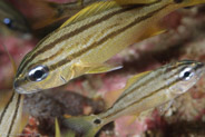 French Grunt (Haemulon flavolineatum)