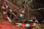 Banded Coral Shrimp (Stenopus hispidus)