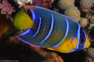 Queen Angelfish (Holacanthus ciliaris)