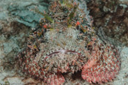 Spotted Scorpionfish (Scorpaena plumieri)