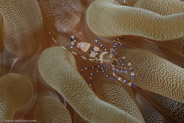 Spotted Cleaner Shrimp (Periclimenes yucatanicus)