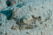 Yellow Stingray (Urolophus jamaicensis)