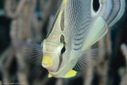 Foureye Butterflyfish (Chaetodon capistratus)