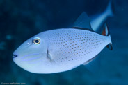Sargassum Triggerfish (Xanthichthys ringens)
