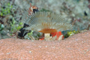 Split-Crown Feather Duster (Anamobaea orstedii)