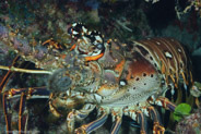 Caribbean Spiny Lobster (Panulirus argus)