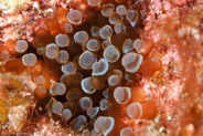 Branching Anemone (Lebrunia danae