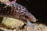 Spotted Moray (Gymnothorax moringa)