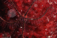 Sponge Brittle Star (Ophiothrix suensonii)