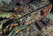 Spotted Spiny Lobster (Panulirus guttatus)