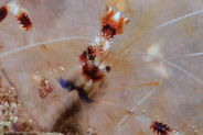 Banded Coral Shrimp (Stenopus hispidus)