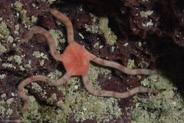 Short-Armed Brittle Star (Ophioderma appressum)