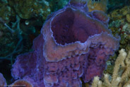 Azure Vase Sponge (Callyspongia plicifera)