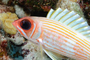 Squirrelfish (Holocentrus adscensionis)