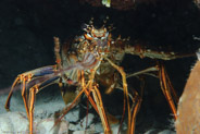 Caribbean Spiny Lobster (Panulirus argus)