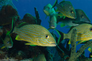 Bluestriped Grunt (Haemulon sciurus)