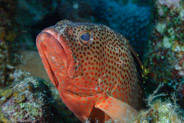 Red Hind (Epinephelus guttatus)