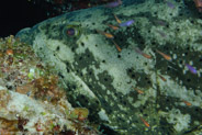 Goliath Grouper (Epinephelus itajara)