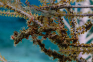 Decorator Crab (unidentified)