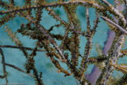 Decorator Crab (unidentified)
