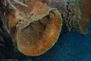 Azure Vase Sponge (Callyspongia plicifera)