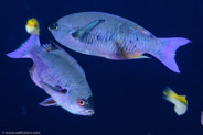 Creole Wrasse (Clepticus parrae)