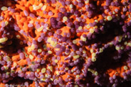 Strawberry Tunicate (Eudistoma sp.)