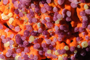 Strawberry Tunicate (Eudistoma sp.)