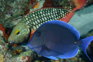 Blue Tang (Acanthurus coeruleus)