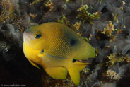 Threespot Damselfish (Stegastes planifrons)