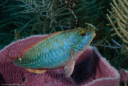 Redband Parrotfish (Sparisoma aurofrenatum)