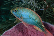 Redband Parrotfish (Sparisoma aurofrenatum)