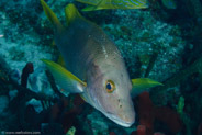 Schoolmaster (Lutjanus apodus)