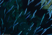 Silversides (unassigned)