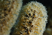 Knobby Sea Rod (Eunicea spp.)