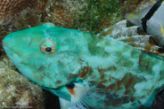 Redband Parrotfish (Sparisoma aurofrenatum)