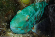 Redband Parrotfish (Sparisoma aurofrenatum)