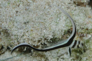 Spotted Drum (Equetus punctatus)