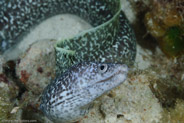 Spotted Moray (Gymnothorax moringa)