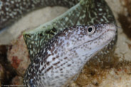 Spotted Moray (Gymnothorax moringa)