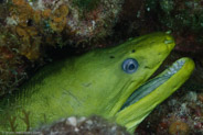 Green Moray (Gymnothorax funebris)